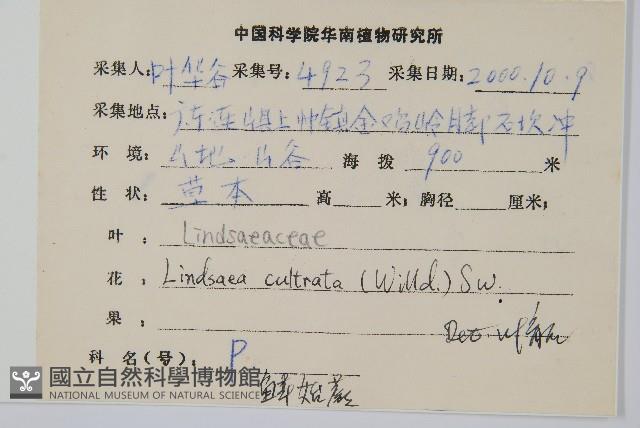 網脈鱗始蕨藏品圖，第2張