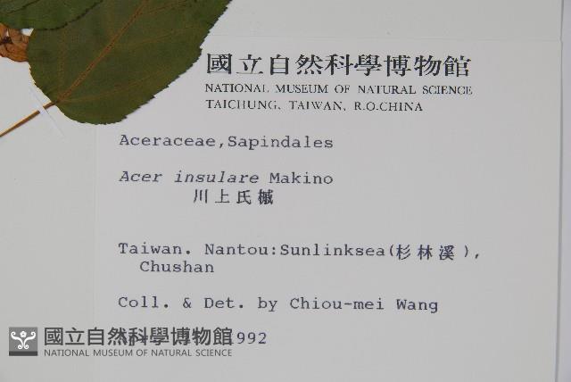 大屯尖葉槭, 川上氏槭藏品圖，第2張