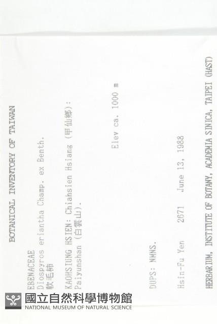 軟毛柿藏品圖，第2張