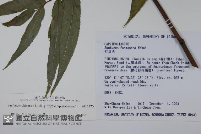 冇骨消藏品圖，第2張