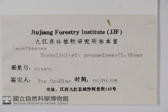 爵床、六角英藏品圖，第2張