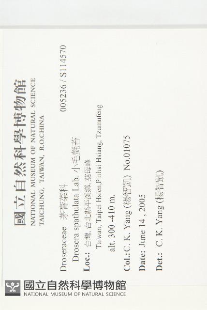 小毛氈苔藏品圖，第2張