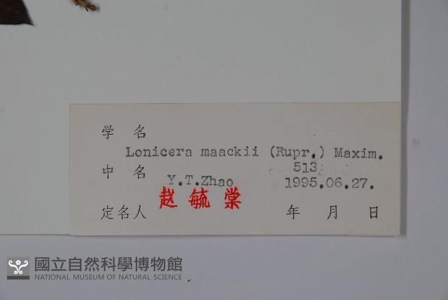 金銀忍冬藏品圖，第2張