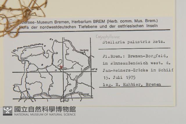 沼繁縷藏品圖，第2張