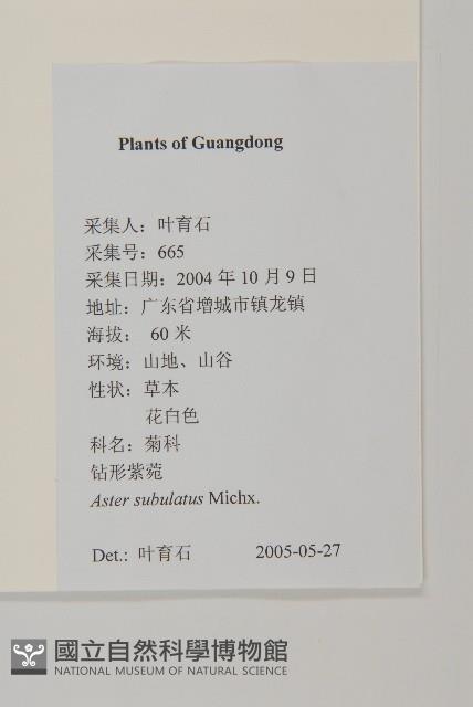 掃帚菊藏品圖，第2張