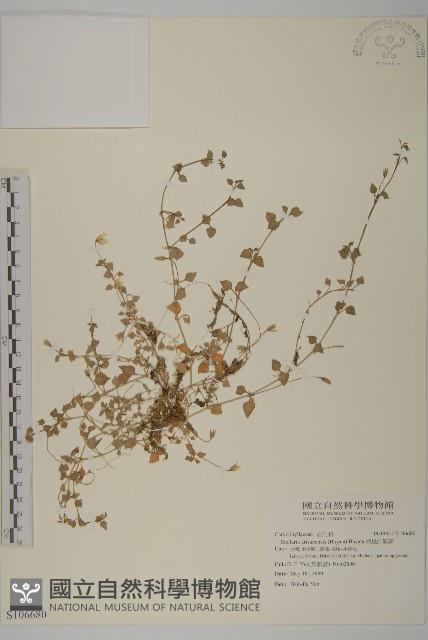 阿里山繁縷藏品圖，第1張