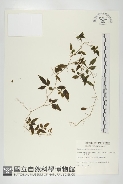 絞股藍藏品圖，第1張