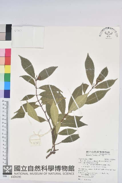 臺灣土沉香藏品圖，第1張