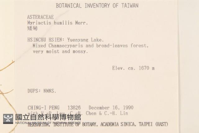 矮菊藏品圖，第2張