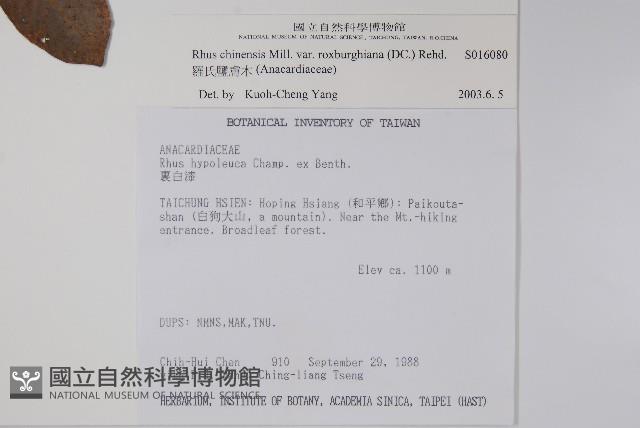 羅氏鹽膚木藏品圖，第2張