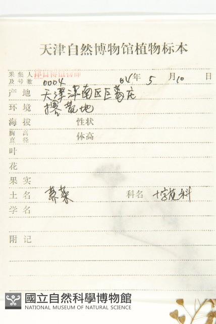 薺藏品圖，第2張