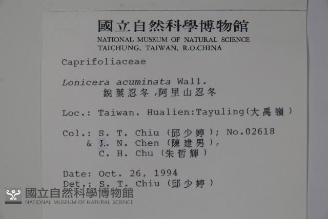 阿里山忍冬、漸尖葉忍冬藏品圖，第2張