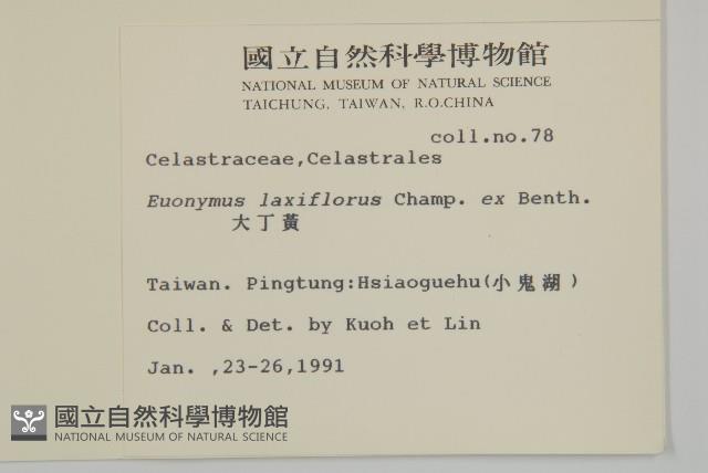 大丁黃藏品圖，第2張