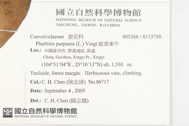 圓葉牽牛藏品圖，第2張