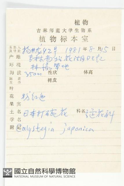 日本打碗花藏品圖，第2張