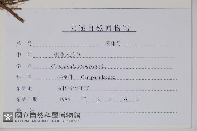 聚花風鈴草藏品圖，第2張