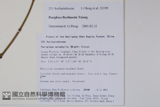 多花青蛇藤藏品圖，第2張