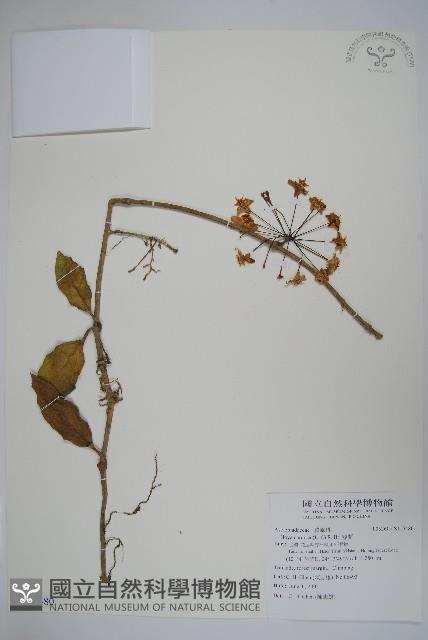 毬蘭藏品圖，第1張