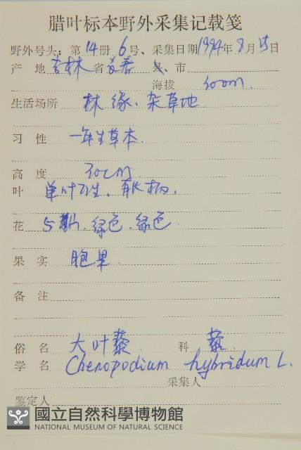 大葉藜藏品圖，第2張