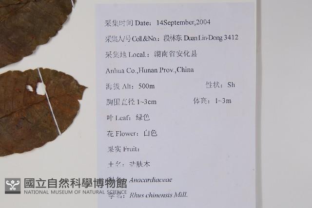 鹽膚木藏品圖，第2張