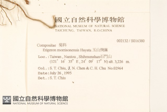 玉山飛蓬藏品圖，第2張