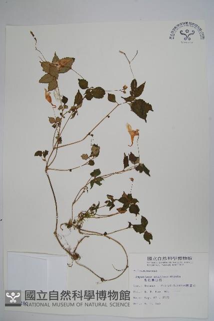 紫花鳳仙花藏品圖，第1張