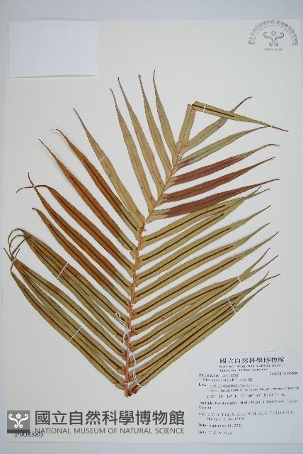 烏毛蕨藏品圖，第1張