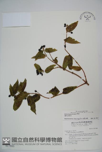 阿里山忍冬、漸尖葉忍冬藏品圖，第1張