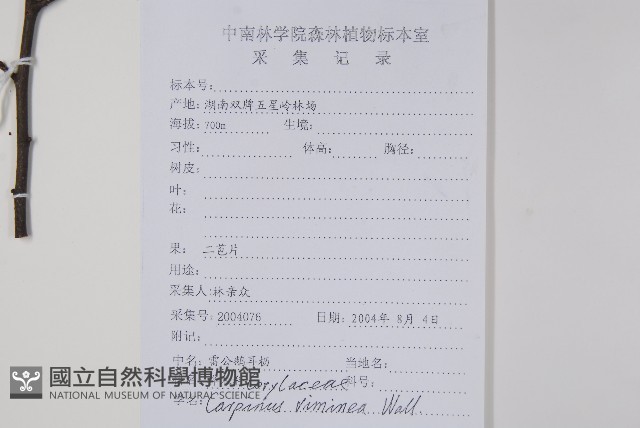 雷公鵝耳櫪藏品圖，第2張