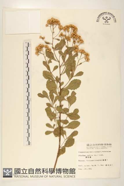 鯽魚膽、闊苞菊藏品圖，第1張