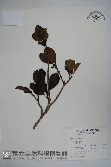 鐵冬青藏品圖，第1張