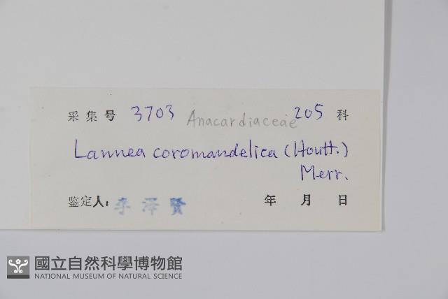 厚皮樹藏品圖，第2張