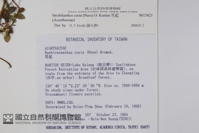 腺萼馬藍藏品圖，第2張