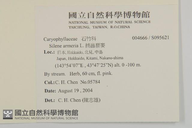 捕蟲瞿麥藏品圖，第2張