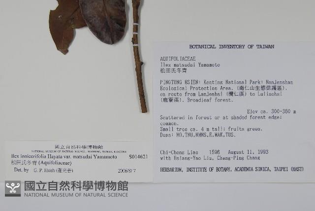 松田氏冬青藏品圖，第2張