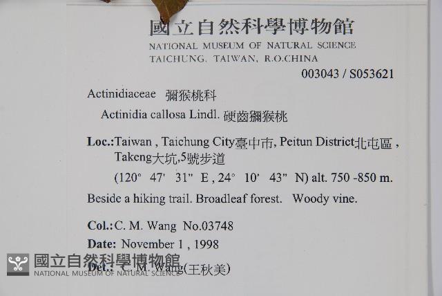 硬齒獼猴桃藏品圖，第2張