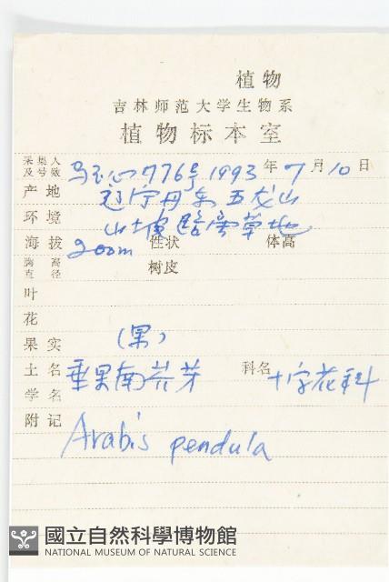 垂果南芥菜藏品圖，第2張