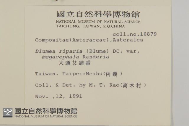 大頭艾納香藏品圖，第2張