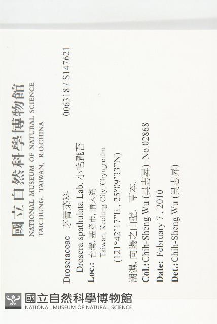 小毛氈苔藏品圖，第2張