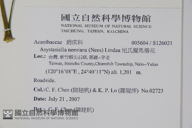 尼氏擬馬偕花藏品圖，第2張