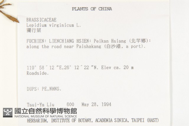 獨行菜藏品圖，第2張