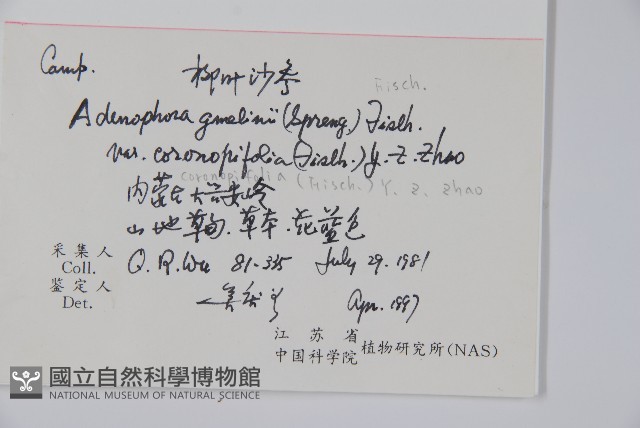 柳葉沙參藏品圖，第2張