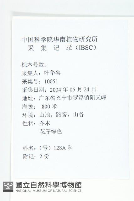 禿瓣杜英藏品圖，第2張