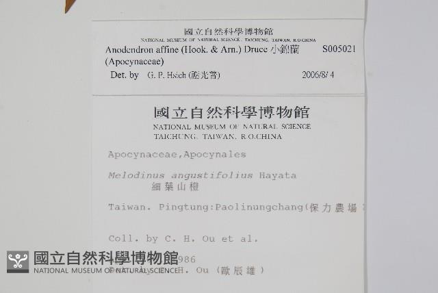 小錦蘭藏品圖，第2張