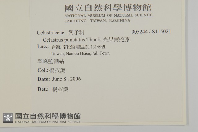 光果南蛇藤藏品圖，第2張