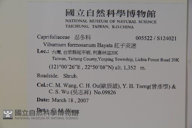 紅子莢迷藏品圖，第2張