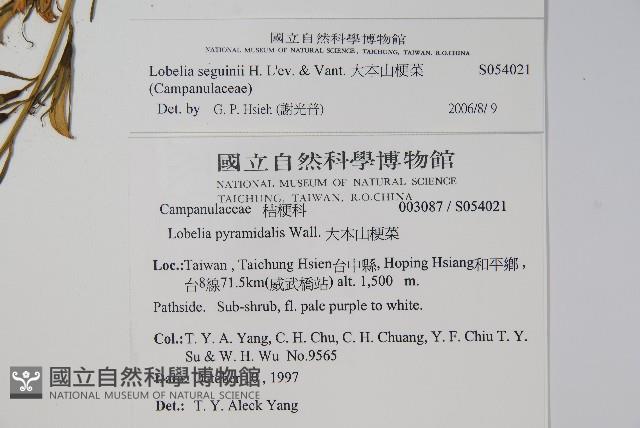 大本山梗菜藏品圖，第2張