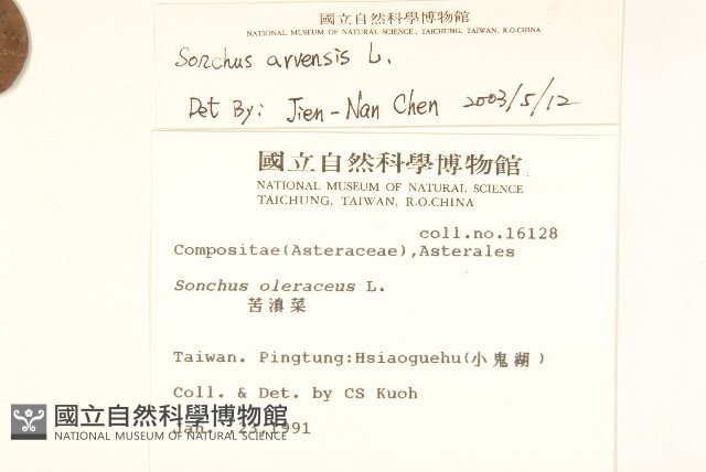 苦苣菜藏品圖，第2張