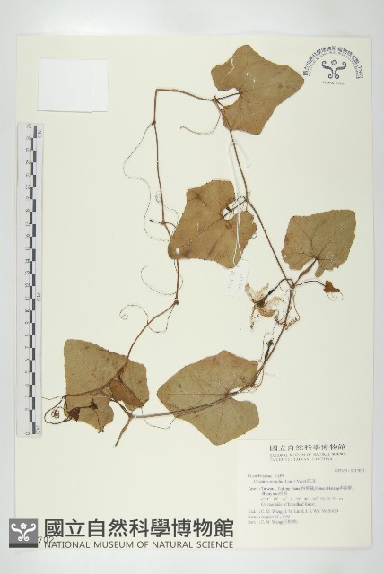 紅瓜藏品圖，第1張