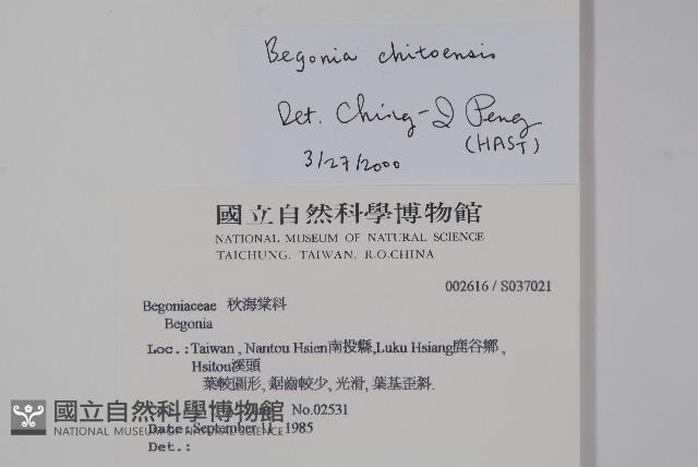 溪頭秋海棠藏品圖，第2張